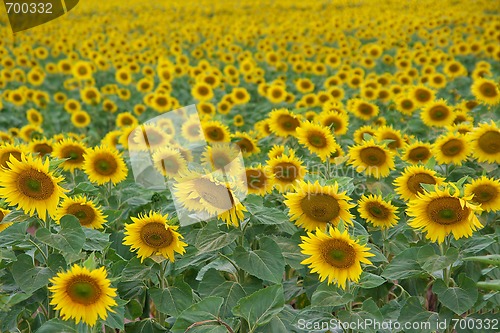 Image of Sunflowers