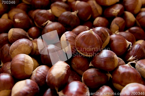 Image of Chestnut