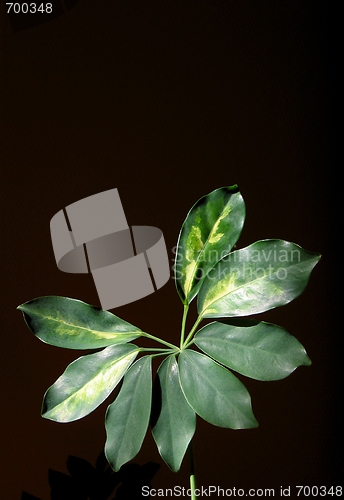 Image of Plant