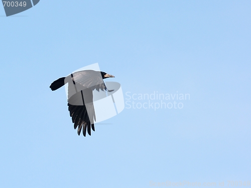Image of Crow