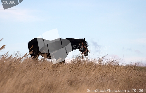 Image of Horse