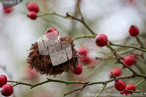 Image of Rosehip