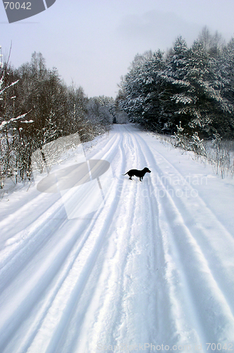 Image of Winter Scene