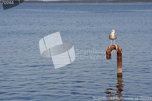 Image of Tern