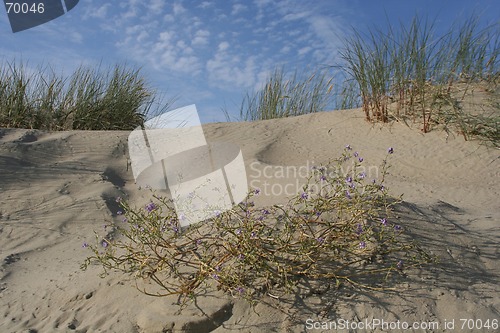 Image of Dunes