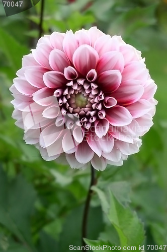 Image of Dahlia