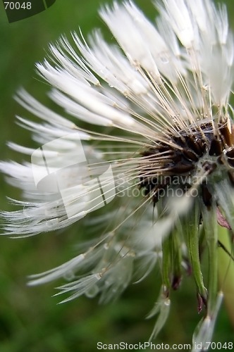 Image of Dandelion