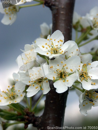 Image of Blossoms