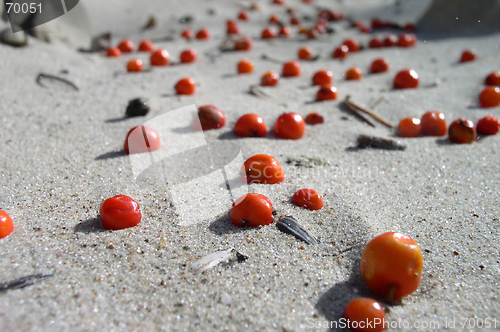 Image of Berries on Sand