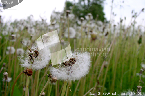 Image of Dandelions Field