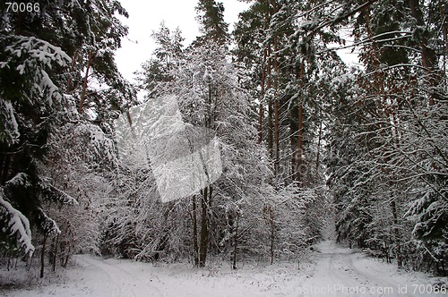 Image of Winter Scene