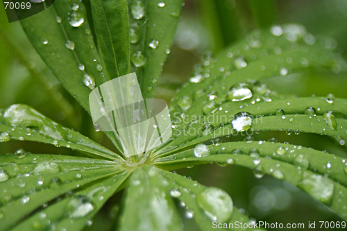 Image of Lupin after Rain