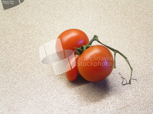 Image of male tomato