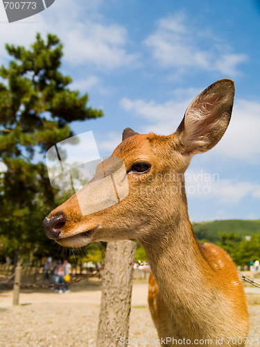 Image of Deer in Nara Park, Japan