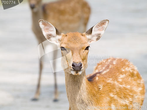 Image of Deer in Nara Park, Japan