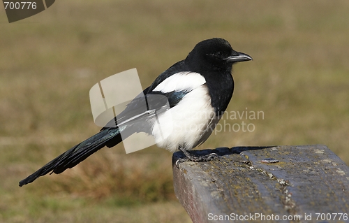Image of Magpie