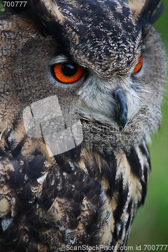 Image of Owl