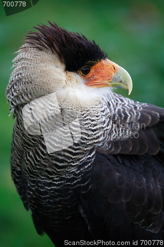 Image of bird