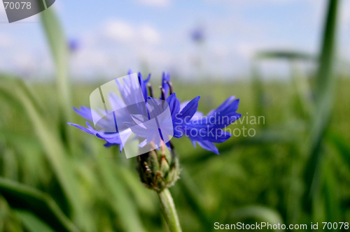 Image of Cornflower