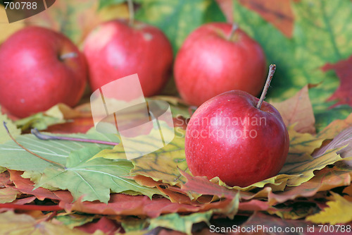 Image of Autumn apple crop
