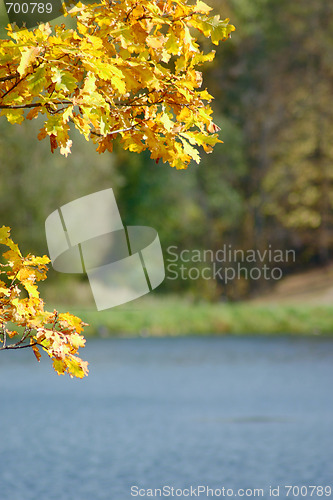 Image of Oak autumn leaves against lake