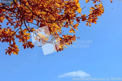 Image of Autumn oak leaves against the dark blue sky