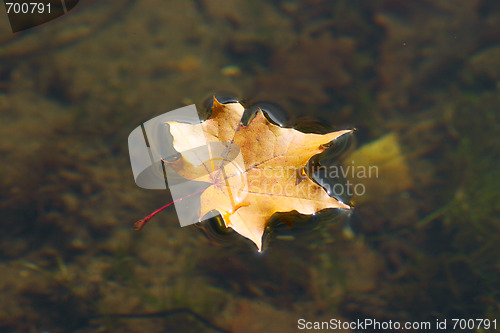Image of The autumn maple leaf lying on water