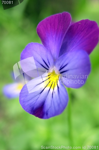 Image of Violet