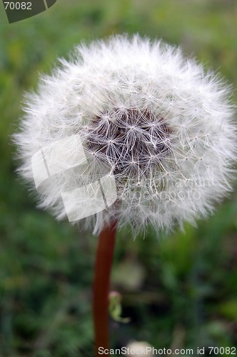 Image of Dandelion