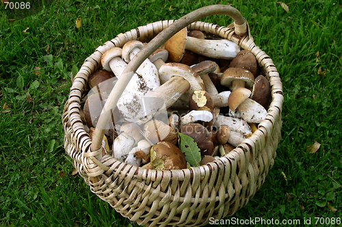 Image of Mushrooms