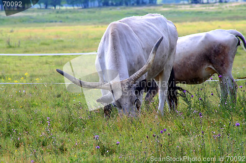 Image of Cow