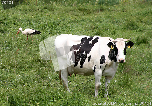 Image of Cow and Stork