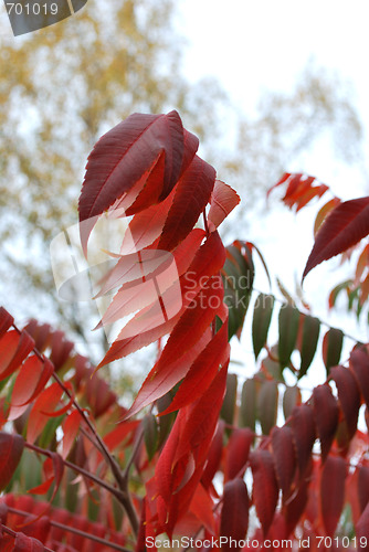 Image of Red Leaves In The Fog