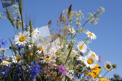 Image of Flowers of the Field