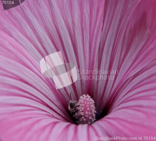 Image of A Pink Flower