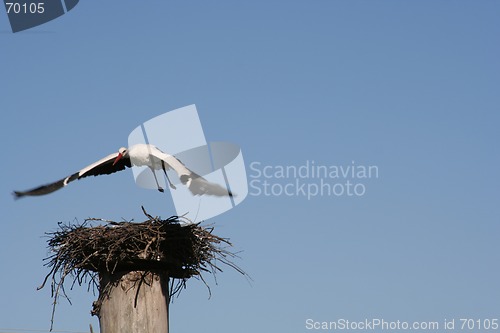 Image of Stork