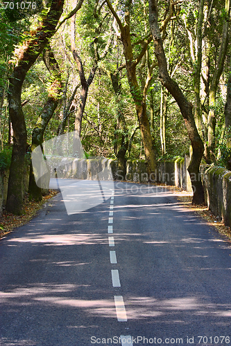 Image of  tunnel of green trees on sunlight