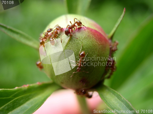 Image of Ants on the Bud of a Peony