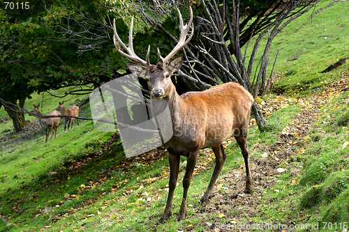 Image of reindeer