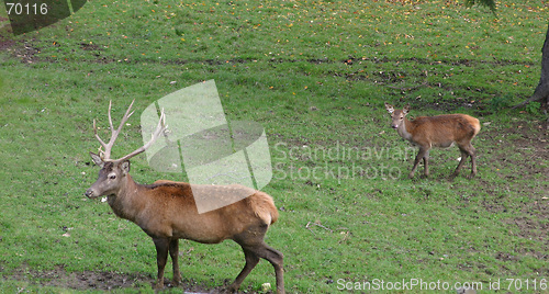 Image of reindeers