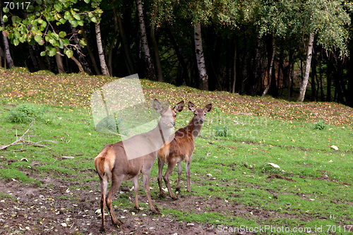 Image of reindeers