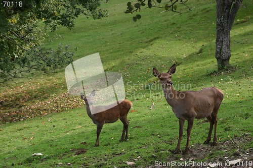 Image of reindeers