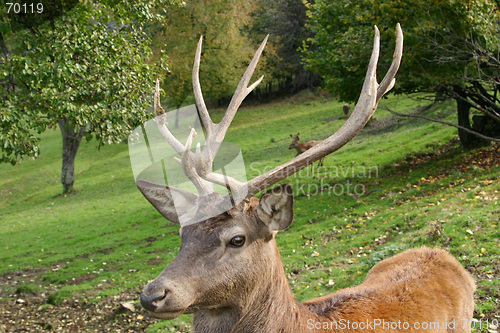 Image of portrait of reindeer