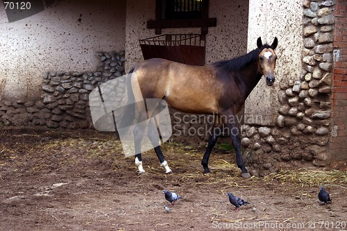 Image of race-horse