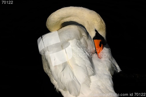 Image of swan and cygnet