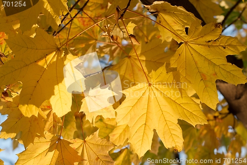 Image of Autumn