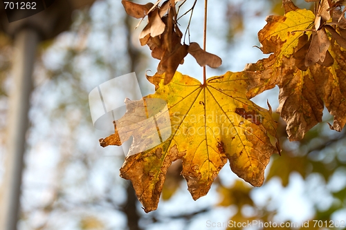 Image of Autumn