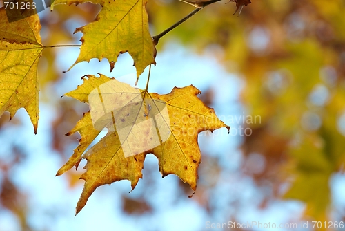 Image of Autumn