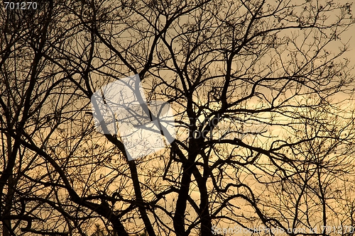 Image of Trees