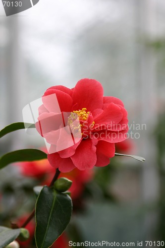 Image of camelia